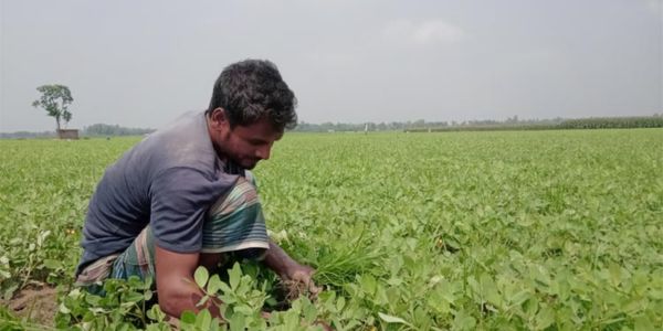 নীলফামারীতে বাড়ছে চিনাবাদাম চাষ